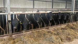 9 management tips when feeding dairy-beef animals this winter
