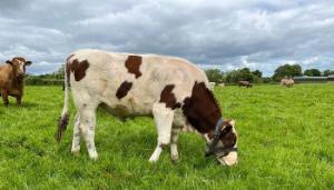 A teaser bull’s role in maximising breeding success