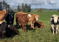 Ger McSweeney’s desirables in his next generation of cows