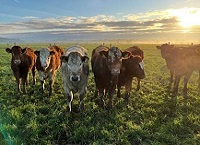 Teagasc Grange suckler research herd management notes February 2023