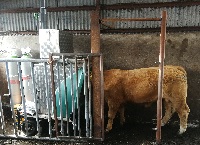 Promising results from Ireland’s first large scale measurement of methane emissions in beef cattle