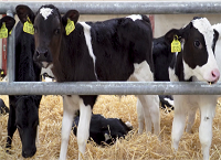 Change brings reduction in herd health issues for dairy-beef farm