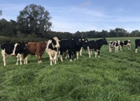 Finishing Holstein Friesian dairy-beef steers