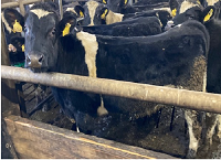 Turnout to housing: Grange dairy-beef calves achieve 0.9kg ADG