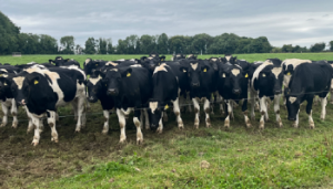 The key drivers of weight gain on Aidan Maguire’s farm