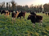 Spring Grassland Management on DairyBeef 500 Farms