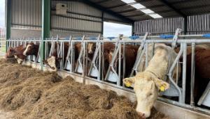 Is my winter fluke control programme working?