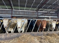 Give your stock a clean start before winter housing