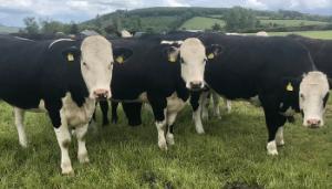 The potential of grass-based, dairy-beef heifer systems