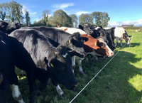 Focus turns to sourcing on Dairybeef 500 farms