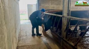Watch: Finishing cattle with Future Beef farmer James Skehan