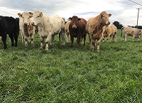 Prevention is always better than cure for John Barry, Future Beef Farmer