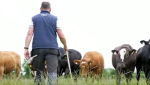 Redefining the image of organic beef farming