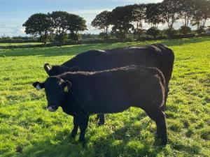 How are weaning and finishing cattle performing on Newford Farm?
