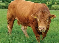 Bull Safety