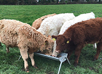 Use the Beef Welfare Scheme to limit stress at weaning
