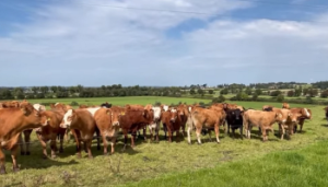 Specialised in-calf heifer producer to host farm walk