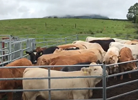 Stay safe with Cattle this summer