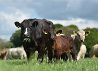 National Farm Survey: Single Suckling Enterprise Factsheet 2020