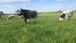 Watch: Missed the Newford Suckler Open Day?