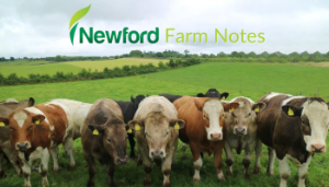 Newford Farm Calving Season