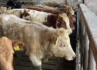 Controlling IBR – the first step is knowing your herd’s status
