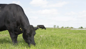 Watch: 100% AI and a 10-week breeding season delivering for Newford