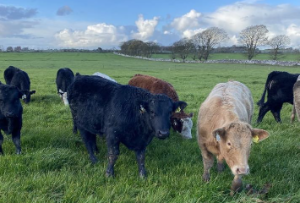 Newford Farm update: Lifetime concentrate halved for finishing heifers