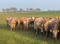 Newford Suckler Demonstration Farm – Early Turnout of Yearling Heifers to Grass