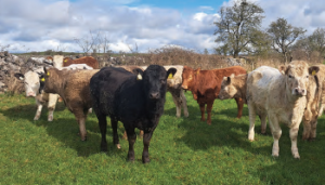 Come see what is new at Newford suckler farm
