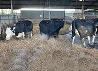 Newford Suckler Demonstration Farm – Pre-Calving 2021