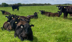 New Newford Farm in Co. Roscommon