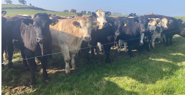Newford Farm and its drafting of the Beef Bullocks for 2022