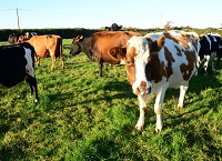 What is an appropriate stocking rate for organic farmers?