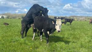 Breeding season commences at Newford