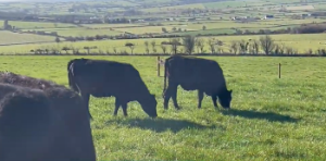 Setting heifers up for a successful breeding season