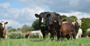 Teagasc National Farm Survey 2022 – Single Suckling Enterprise