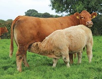 The benefits of scanning suckler cows