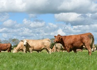 Signpost cattle farms lead the way