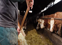 Manage body condition score for better fertility and calving