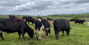 98% of Newford cows bred in the first four weeks