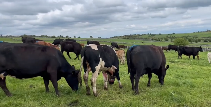 Watch: A breeding update from Newford