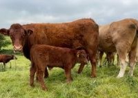 Breeding for Profitability and Labour