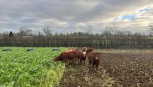 Grazing forage crops – Michael McGuigan’s approach