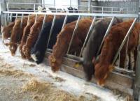 Finding value for money in concentrate feeds