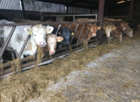 Maximising Weanling Performance this Winter