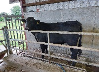 Weighing your beef cattle