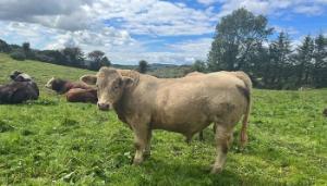 Finishing autumn born bulls down Cork side