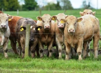 Weighing up the prospects for continental weanling to bull finishing systems