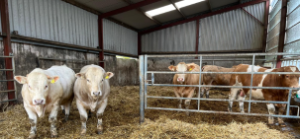 Bull beef and breeding with Eamon and Donnchadh McCarthy